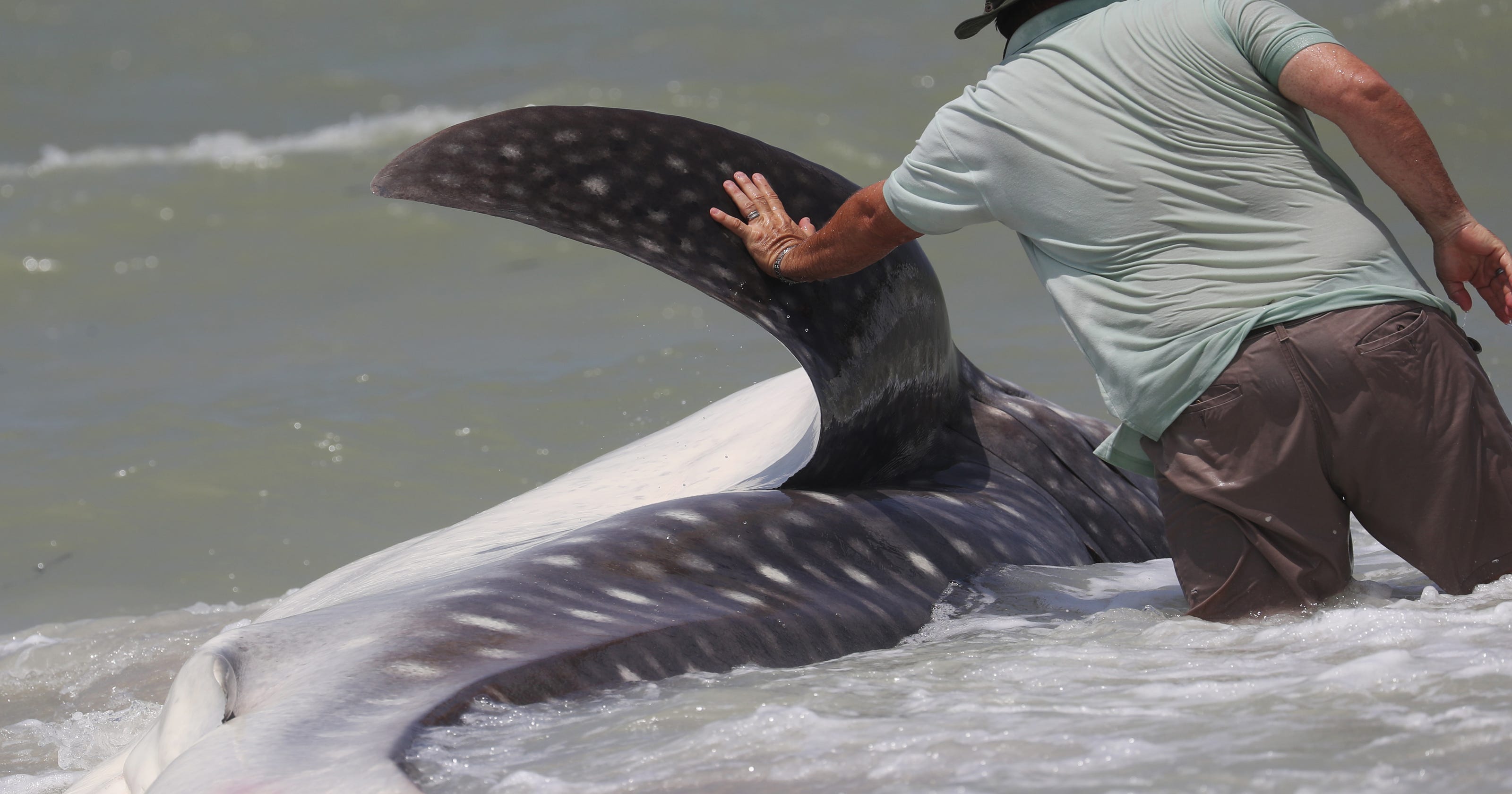 Disappearance And Death At Israeli Beach Known For Shark Activity Disappearance And Death At Israeli Beach Known For Shark Activity